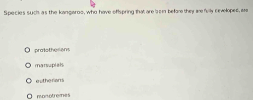 Species such as the kangaroo, who have offspring that are born before they are fully developed, are
prototherians
marsupials
eutherians
monotremes