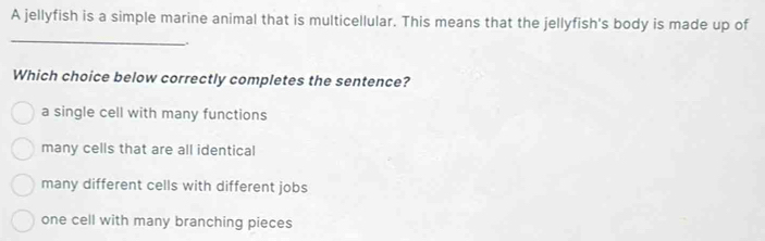 Solved: A jellyfish is a simple marine animal that is multicellular ...