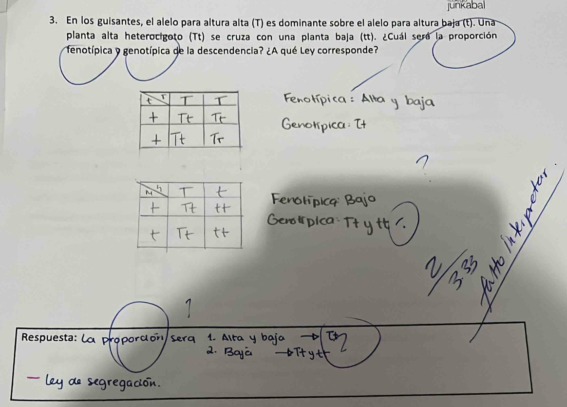 junkabal 
3. En los guisantes, el alelo para altura alta (T) es dominante sobre el alelo para altura baja (t). Una 
planta alta heterocigoto (Tt) se cruza con una planta baja (tt). ¿Cuál será la proporción 
fenotípica y genotípica de la descendencia? ¿A qué Ley corresponde? 
Respuesta: