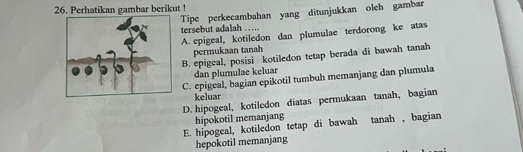 Perhatikan gambar berikut !
Tipe perkecambahan yang ditunjukkan oleh gambar
tersebut adalah ….
A. epigeal, kotiledon dan plumulae terdorong ke atas
permukaan tanah
B. epigeal, posisi kotiledon tetap berada di bawah tanah
dan plumulae keluar
C. epigeal, bagian epikotil tumbuh memanjang dan plumula
keluar
D. hipogeal, kotiledon diatas permukaan tanah, bagian
hipokotil memanjang
E. hipogeal, kotiledon tetap di bawah tanah , bagian
hepokotil memanjang