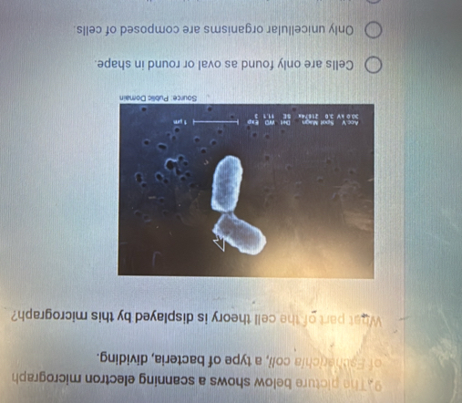 The picture below shows a scanning electron micrograph
of Escherichia coli, a type of bacteria, dividing.
What part of the cell theory is displayed by this micrograph?
Cells are only found as oval or round in shape.
Only unicellular organisms are composed of cells.