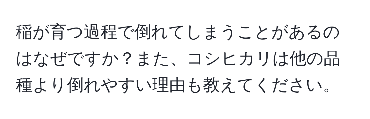 稲が育つ過程で倒れてしまうことがあるのはなぜですか？また、コシヒカリは他の品種より倒れやすい理由も教えてください。