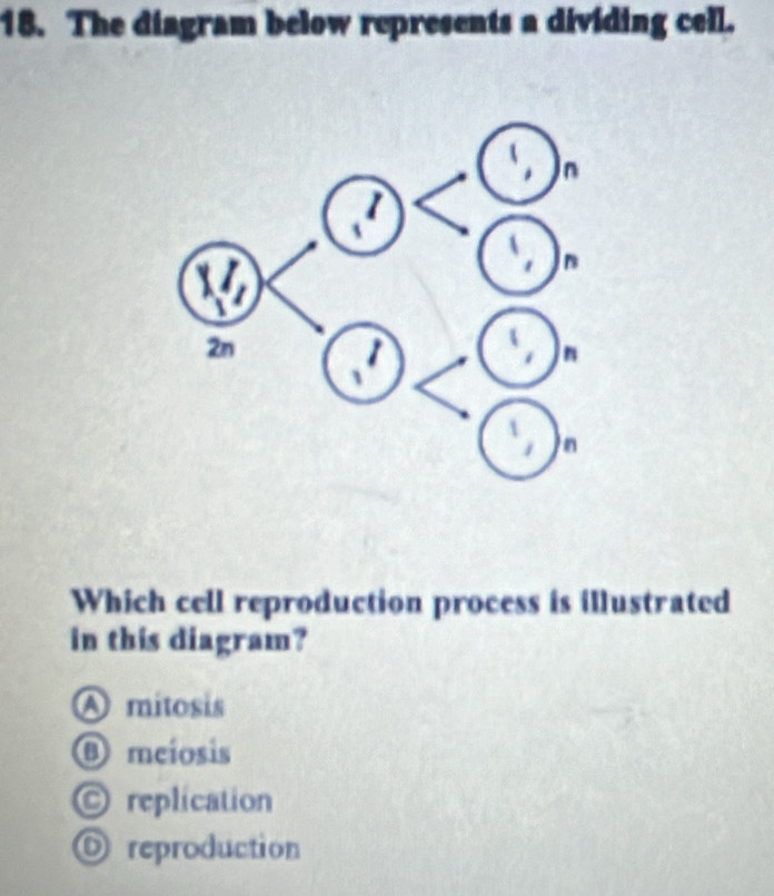 Solved: The diagram below represents a dividing cell. Which cell ...