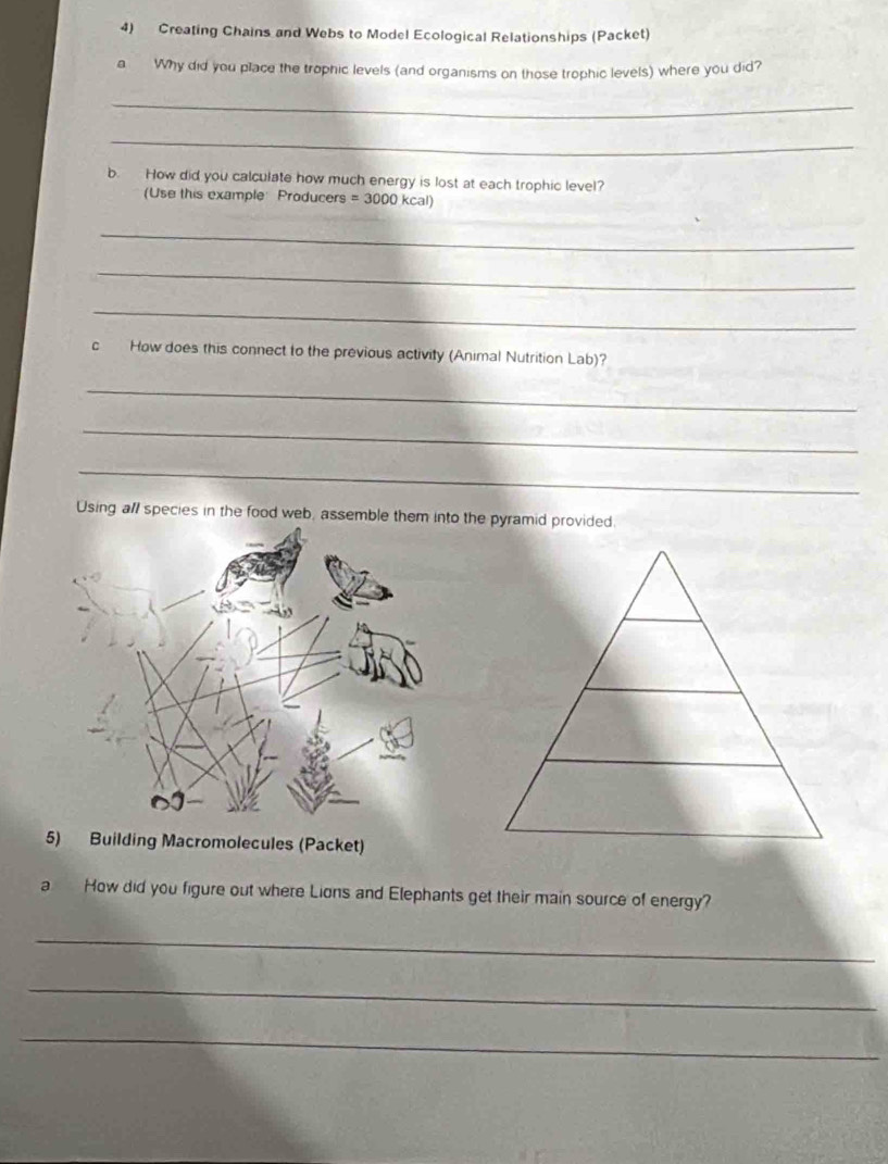 Creating Chains and Webs to Model Ecological Relationships (Packet) 
a Why did you place the trophic levels (and organisms on those trophic levels) where you did? 
_ 
_ 
b. How did you calculate how much energy is lost at each trophic level? 
(Use this example Producers =3000kcal)
_ 
_ 
_ 
c How does this connect to the previous activity (Animal Nutrition Lab)? 
_ 
_ 
_ 
Using all species in the food web, assemble them into the pyramid provided. 
5) Building Macromolecules (Packet) 
a How did you figure out where Lions and Elephants get their main source of energy? 
_ 
_ 
_