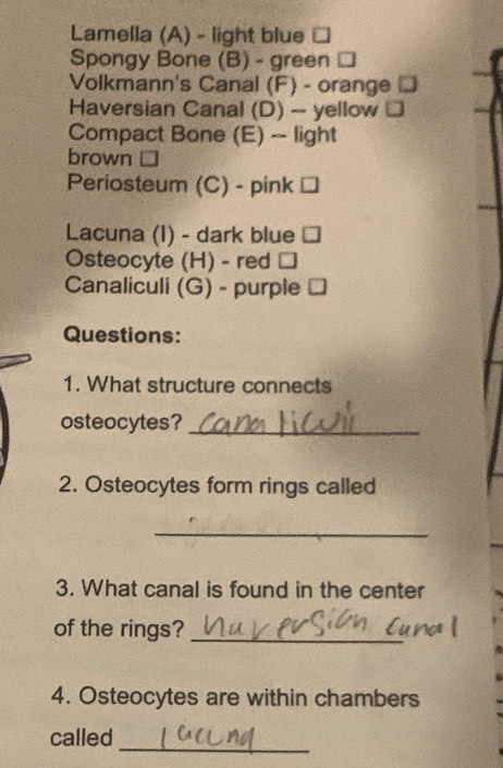 Lamella (A) - light blue □ 
Spongy Bone (B) - green □ 
Volkmann's Canal (F) - orange 
Haversian Canal (D) - yellow □ 
Compact Bone (E) -- light 
brown 
Periosteum (C) - pink L 
Lacuna (I) - dark blue y 
Osteocyte (H) - red ₹ 
Canaliculi (G) - purple □ 
Questions: 
1. What structure connects 
osteocytes?_ 
2. Osteocytes form rings called 
_ 
3. What canal is found in the center 
of the rings?_ 
4. Osteocytes are within chambers 
_ 
called