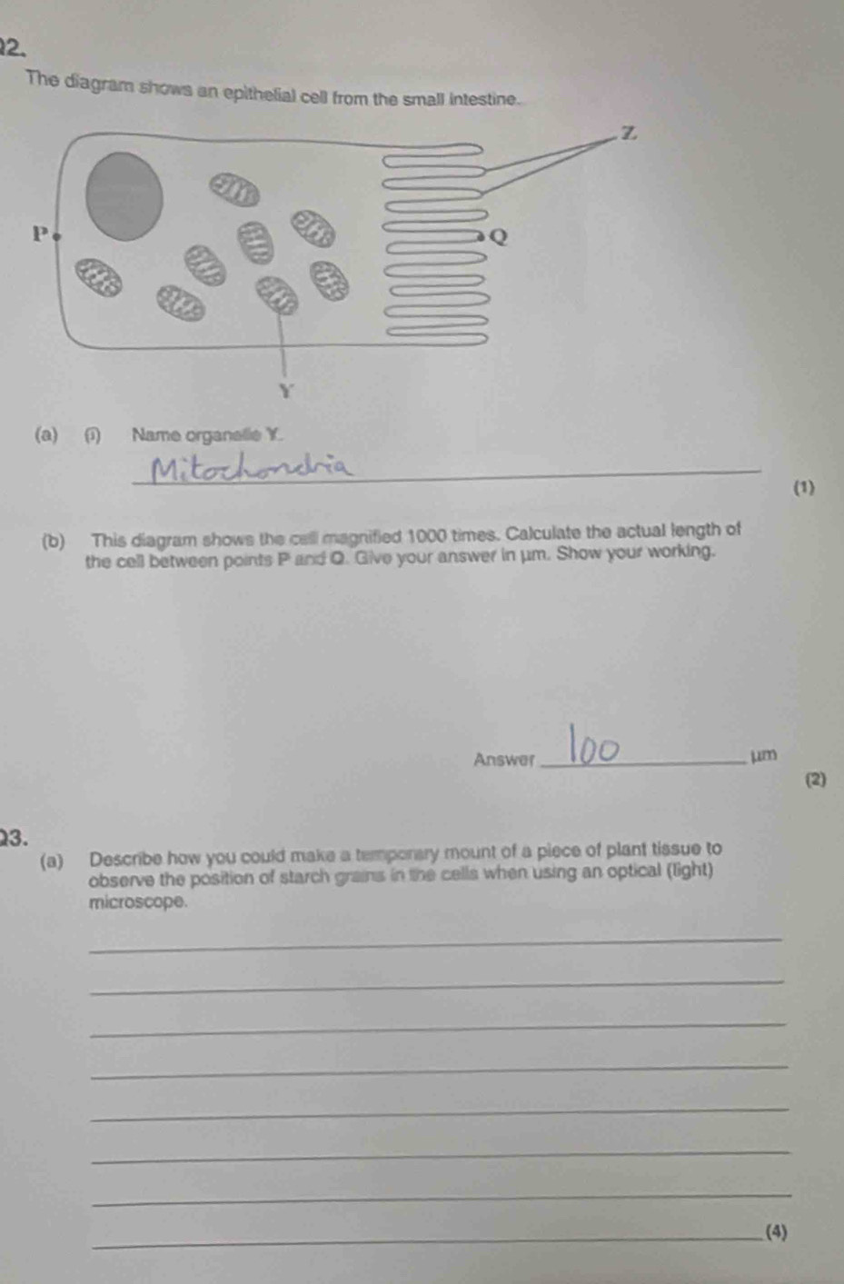 The diagram shows an epithelial cell from the small intestine. 
(a) (1) Name organallie Y. 
_ 
(1) 
(b) This diagram shows the call magnified 1000 times. Calculate the actual length of 
the cell between points P and Q. Give your answer in μm. Show your working. 
Answer _ μm
(2) 
3. 
(a) Describe how you could make a temponsry mount of a piece of plant tissue to 
observe the position of starch grains in the cells when using an optical (light) 
microscope. 
_ 
_ 
_ 
_ 
_ 
_ 
_ 
_(4)