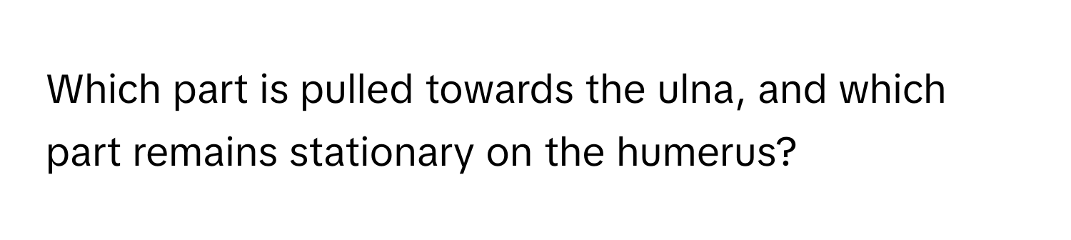 Which part is pulled towards the ulna, and which part remains stationary on the humerus?