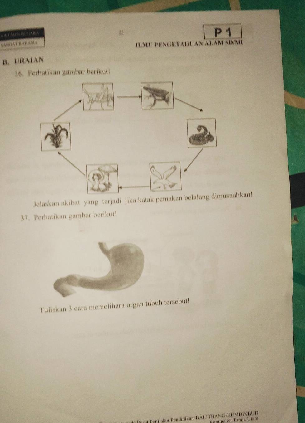 4 1 A 51 AB A
21 P 1
ILMU PENGETAHUAN ALAM SD/MI 
B. URAIAN 
36. Perhatikan gambar berikut! 
Jelaskan akibat yang terjadi jika katak pemakan ahkan! 
37. Perhatikan gambar berikut! 
Tuliskan 3 cara memelihara organ tubuh tersebut! 
Pusat Penilaian Pendidikan-BALITBANG-KEMDIKBUD 
Kahunaten Toraja Utara