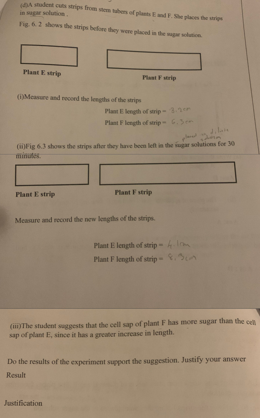 A student cuts strips from stem tubers of plants E and F. She places the strips 
in sugar solution . 
Fig. 6. 2 shows the strips before they were placed in the sugar solution. 
Plant E strip 
(i)Measure and record the lengths of the strips 
Plant E length of strip 
Plant F length of strip = 
(ii)Fig 6.3 shows the strips after they have been left in the sugar solutions for 30
minutes. 
Plant E strip Plant F strip 
Measure and record the new lengths of the strips. 
Plant E length of strip = 
Plant F length of strip = 
(iii)The student suggests that the cell sap of plant F has more sugar than the cell 
sap of plant E, since it has a greater increase in length. 
Do the results of the experiment support the suggestion. Justify your answer 
Result 
Justification