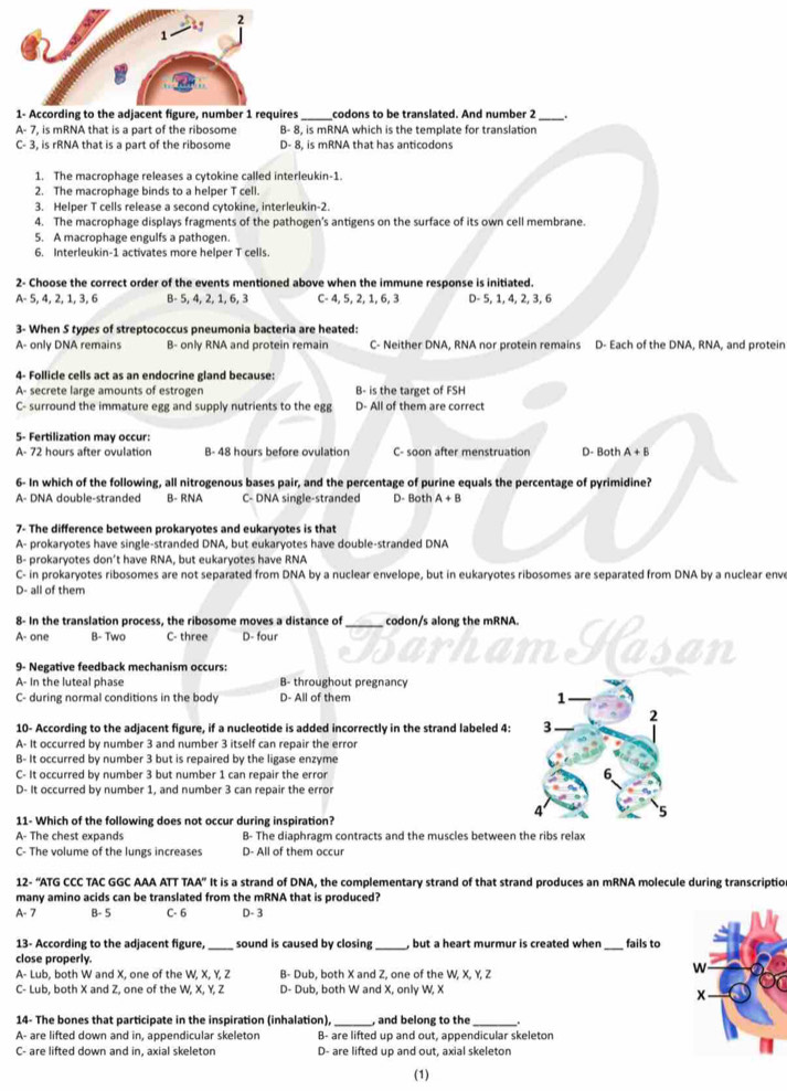 ?
1
1- According to the adjacent figure, number 1 requires_ codons to be translated. And number 2_
A- 7, is mRNA that is a part of the ribosome B- 8, is mRNA which is the template for translation
C- 3, is rRNA that is a part of the ribosome D- 8, is mRNA that has anticodons
1. The macrophage releases a cytokine called interleukin-1.
2. The macrophage binds to a helper T cell.
3. Helper T cells release a second cytokine, interleukin-2.
4. The macrophage displays fragments of the pathogen’s antigens on the surface of its own cell membrane.
5. A macrophage engulfs a pathogen.
6. Interleukin-1 activates more helper T cells.
2- Choose the correct order of the events mentioned above when the immune response is initiated.
A- 5, 4, 2, 1, 3, 6 B- 5, 4, 2, 1, 6, 3 C- 4, 5, 2, 1, 6, 3 D- 5, 1, 4, 2, 3, 6
3- When S types of streptococcus pneumonia bacteria are heated:
A- only DNA remains B- only RNA and protein remain C- Neither DNA, RNA nor protein remains D- Each of the DNA, RNA, and protein
4- Follicle cells act as an endocrine gland because:
A- secrete large amounts of estrogen B- is the target of FSH
C- surround the immature egg and supply nutrients to the egg D- All of them are correct
5- Fertilization may occur:
A- 72 hours after ovulation B- 48 hours before ovulation C- soon after menstruation D- Both A+B
6- In which of the following, all nitrogenous bases pair, and the percentage of purine equals the percentage of pyrimidine?
A- DNA double-stranded B- RNA C- DNA single-stranded D- Both A+B
7- The difference between prokaryotes and eukaryotes is that
A- prokaryotes have single-stranded DNA, but eukaryotes have double-stranded DNA
B- prokaryotes don’t have RNA, but eukaryotes have RNA
C- in prokaryotes ribosomes are not separated from DNA by a nuclear envelope, but in eukaryotes ribosomes are separated from DNA by a nuclear enve
D- all of them
8- In the translation process, the ribosome moves a distance of codon/s along the mRNA
A- one B- Two C- three D- four _Hasan
9- Negative feedback mechanism occurs:
A- in the luteal phase B- throughout pregnancy
C- during normal conditions in the body D- All of them 
10- According to the adjacent figure, if a nucleotide is added incorrectly in the strand labeled 4: 
A- It occurred by number 3 and number 3 itself can repair the error
B- It occurred by number 3 but is repaired by the ligase enzyme
C- It occurred by number 3 but number 1 can repair the error 
D- It occurred by number 1, and number 3 can repair the error
11- Which of the following does not occur during inspiration?
A- The chest expands B- The diaphragm contracts and the muscles between the ribs relax
C- The volume of the lungs increases D- All of them occur
12- “ATG CCC TAC GGC AAA ATT T A' It is a strand of DNA, the complementary strand of that strand produces an mRNA molecule during transcriptio
many amino acids can be translated from the mRNA that is produced?
A- 7 B- 5 C- 6 D- 3
13- According to the adjacent figure, _sound is caused by closing_ , but a heart murmur is created when _fails to
close properly.
A- Lub, both W and X, one of the W, X, Y, Z B- Dub, both X and Z, one of the WXYZ
C- Lub, both X and Z, one of the W, X, Y, Z D- Dub, both W and X, only W, X
14- The bones that participate in the inspiration (inhalation), , and belong to the
A- are lifted down and in, appendicular skeleton B- are lifted up and out, appendicular skeleton
C- are lifted down and in, axial skeleton D- are lifted up and out, axial skeleton
(1)