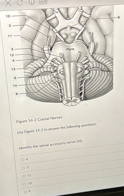 A 
1
9
Figure 14-2 Cranial Nerves
Use Figure 14-2 to answer the following questions:
Identify the spinal accessory nerve (XI).
6
3
11
10
9