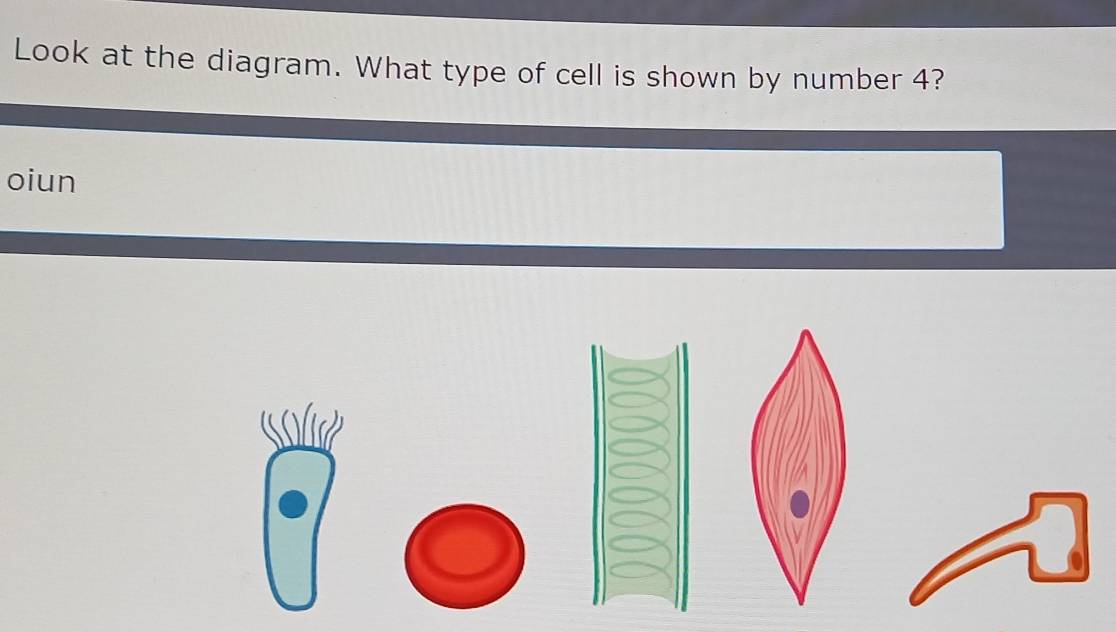 Look at the diagram. What type of cell is shown by number 4? 
oiun