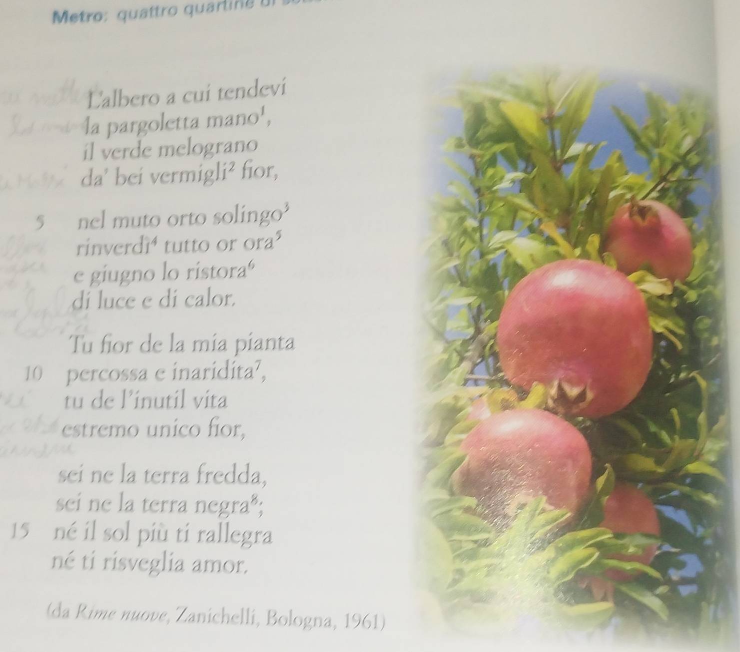 Metro: quattro quartin e u l 
Lalbero a cui tendevi 
la pargoletta mano¹, 
il verde melograno 
da' bei vermigl i^2 fior,
5 nel muto orto solingo³ 
rinverd 1^(79) tutto or ora³ 
e giugno lo ristoraº 
di luce e di calor. 
Tu fior de la mía pianta
10 percossa e inaridita?, 
tu de l’inutil vita 
estremo unico fior, 
sei ne la terra fredda, 
sei ne la terra negraª;
15 né il sol più ti rallegra 
né ti risveglia amor. 
(da Rime nuove, Zanichelli, Bologna, 1961)