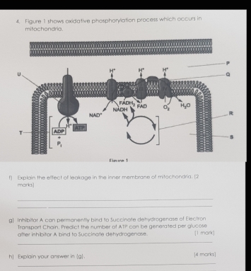 Figure 1 shows oxidative phosphorylation process which occurs in
mitochondria.
                                
 
 
Elere 
f] Explain the effect of leakage in the irner membrane of mitochondria. [2
marks]
_
_
g Inhibitar A can permanently bird to Succinate dehydrogenase of Electron
Transport Chain. Predict the number of ABP [1 mark]
after inhibitor A bind to Succinate detydrogenase. can be generated per glucose
_
_
h) Explain your answer in (g). [4 marks]