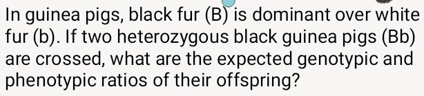 In guinea pigs, black fur (B) is dominant over white 
fur (b). If two heterozygous black guinea pigs (Bb) 
are crossed, what are the expected genotypic and 
phenotypic ratios of their offspring?