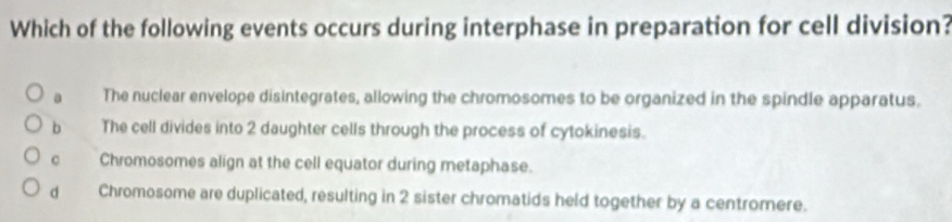 Which of the following events occurs during interphase in preparation for cell division?
a The nuclear envelope disintegrates, allowing the chromosomes to be organized in the spindle apparatus.
b The cell divides into 2 daughter cells through the process of cytokinesis.
c Chromosomes align at the cell equator during metaphase.
d Chromosome are duplicated, resulting in 2 sister chromatids held together by a centromere.