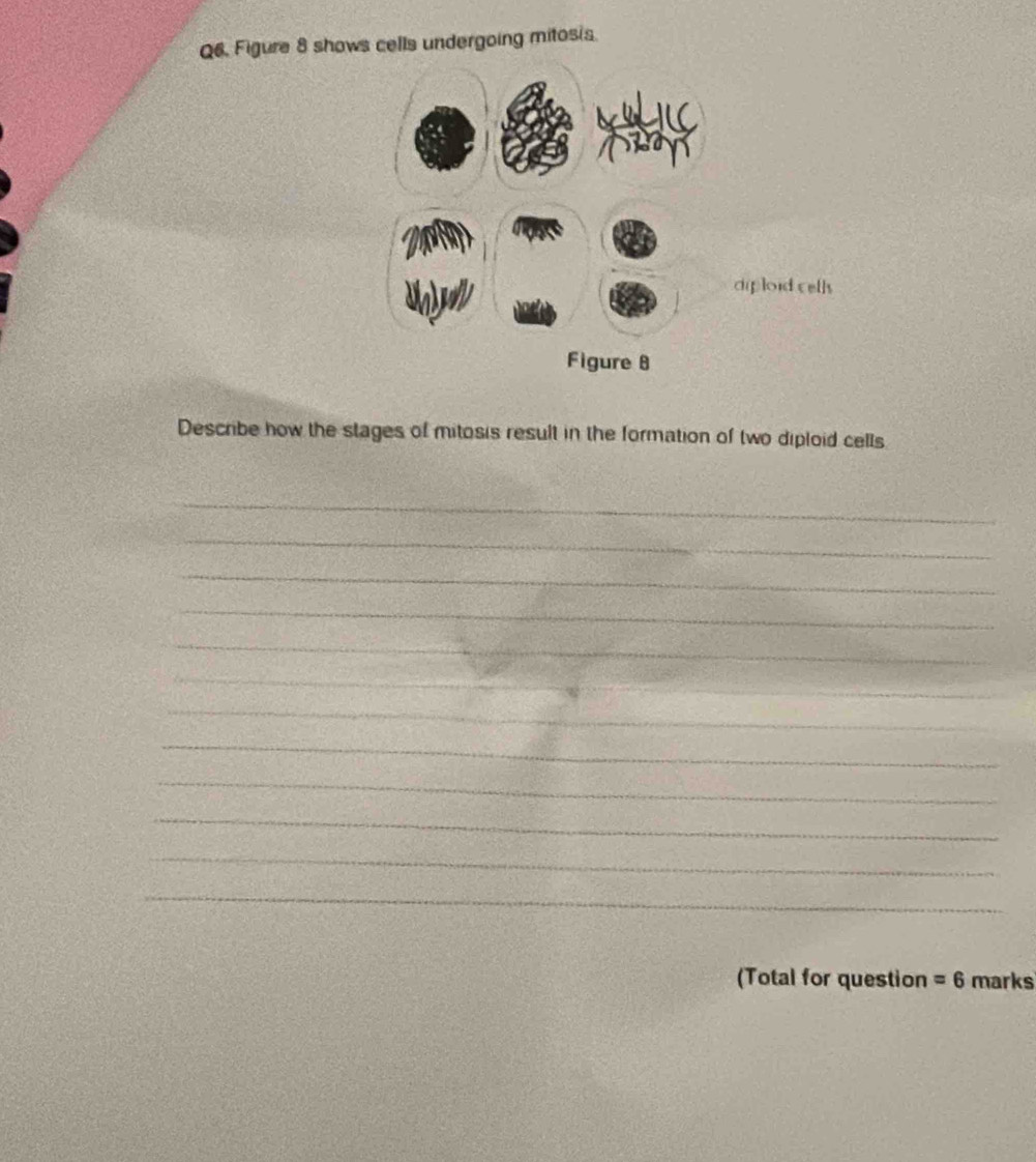 Figure 8 shows cells undergoing mitosis. 
diploidcells 
Describe how the stages of mitosis result in the formation of two diploid cells 
_ 
_ 
_ 
_ 
_ 
_ 
_ 
_ 
_ 
_ 
_ 
_ 
_ 
(Total for question =6 marks