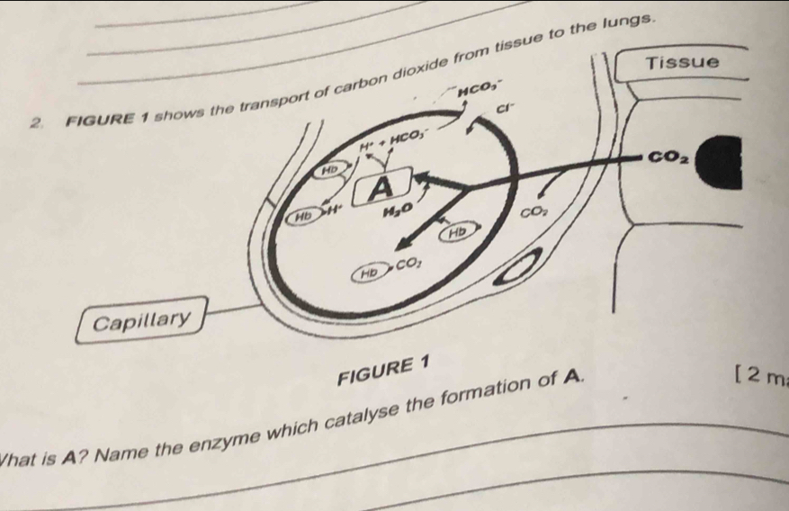 FIGURE 1 shows the transport of carbon dioxide from tissue to the lungs
FIGURE 1
_
hat is A? Name the enzyme which catalyse the formation of A
[ 2 m;