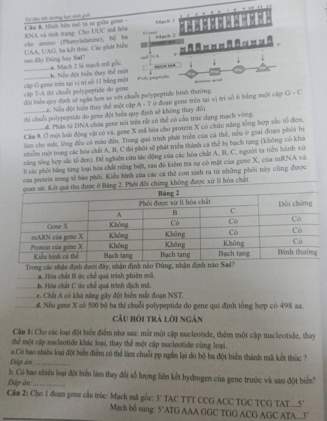 Tài liêu hồi dưỡng học sinh giải           1 2
Câu 8. Hình bên mô tả m giữa gene - Mạch l
A
RNA và tinh trạng: Cho UUC mã hóa Gene a
cho amino (Phenylalanine), bộ ba Mạch 2
UAA, UAG, ba kết thúc. Các phát biểu P1 M
sau đây Đúng hay Sai? mRNA 5
a. Mạch 2 là mạch mã gốc.
_b. Nếu đột biển thay thể một DịCH MA
cặp G gene trên tại vị trí số 11 bằng một Poly peptide
cặp T-A thì chuỗi polypeptide do gene Amino acid
đột biển quy định sẽ ngắn hơn so với chuỗi polypeptide bình thường.
Ac. Nếu đột biển thay thế một cặp A - T ở đoạn gene trên tại vị trí số 6 bằng một cặp G - C
thỉi chuỗi polypeptide do gene đột biển quy định sẽ không thay đổi.
Ad. Phân từ DNA chứa gene nói trên rất có thể có cấu trúc dạng mạch vòng.
Câu 9. Ở một loài động vật có vú, gene X mã hóa cho protein X có chức năng tổng hợp sắc tố đen,
_làm cho mắt, lông đều có màu đền. Trong quá trình phát triền của cá thể, nếu ở giai đoạn phôi bị
nhiễm một trong các hóa chất A, B, C thì phôi sẽ phát triển thành cá thể bị bạch tạng (không có khả
năng tổng hợp sắc tố đen). Để nghiên cứu tác động của các hóa chất A, B, C, người ta tiến hành xử
lí các phôi bằng từng loại hóa chất riêng biệt, sau đó kiêm tra sự có mặt của gene X, của mRNA và
của protein trong tế bảo phôi. Kiểu hình của các cá thê con sinh ra từ những phôi này cũng được
hông được xử lí hóa chất.
Trong các nhận định dưới đây, nhận định nào Đúng, nhận đị
_a. Hóa chất B ức chế quá trình phiên mã
_ b. Hỏa chất C ức chế quá trình dịch mã.
_Ac. Chất A có khả năng gây đột biến mất đoạn NST.
_d. Nếu gene X có 500 bộ ba thì chuỗi polypeptide do gene qui định tồng hợp có 498 aa.
câu hỏi trả lời ngắn
Cầu 1: Cho các loại đột biển điểm như sau: mất một cặp nucleotide, thêm một cặp nucleotide, thay
thể một cặp nucleotide khác loại, thay thế một cặp nucleotide cùng loại.
a.Có bao nhiêu loại đột biển điểm có thể làm chuỗi pp ngắn lại do bộ ba đột biển thành mã kết thúc ?
Đáp án:_
b. Có bao nhiêu loại đột biển làm thay đổi số lượng liên kết hydrogen của gene trước và sau đột biển?
Đáp án:_
Câu 2: Cho 1 đoạn gene cầu trúc: Mạch mã gốc: 3^(^,) TAC TTT CCG ACC TGC TCG TAT.... 5
Mạch bổ sung: 5' ATG AAA GGC TGG ACG AGC ATA...3’