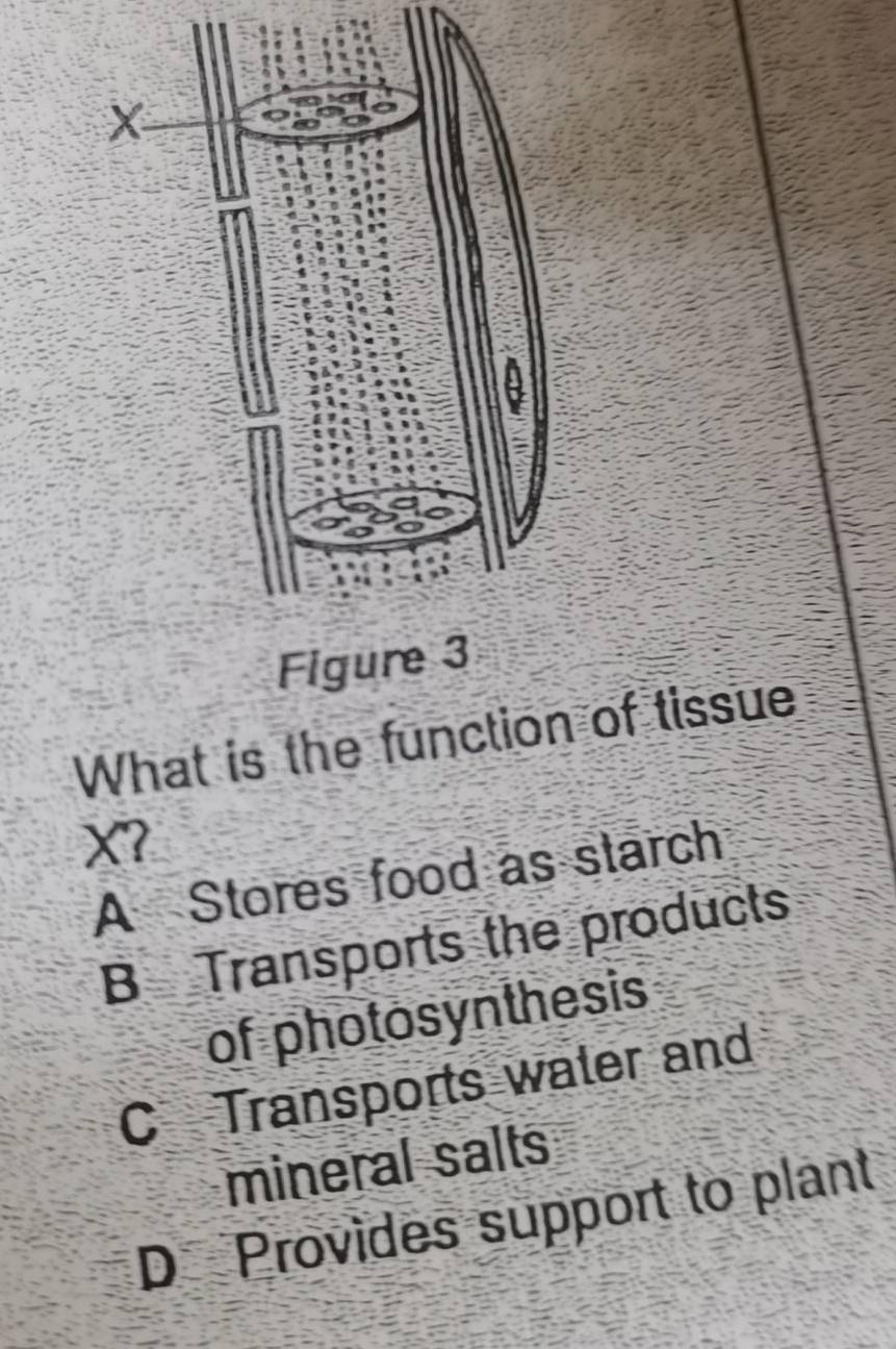 What is the function of tissue
X7
A Stores food as starch
B Transports the products
of photosynthesis
C Transports water and
mineral salts
D Provides support to plant