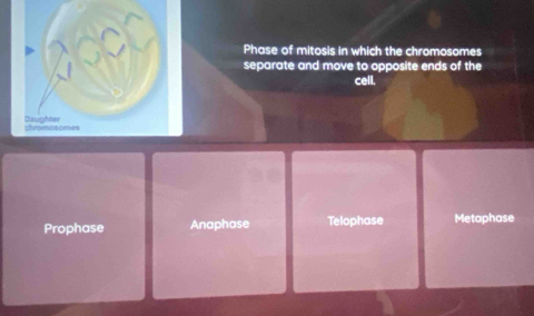 Phase of mitosis in which the chromosomes
separate and move to opposite ends of the
cell.
Daughter T c
Prophase Anaphase Telophase Metaphase