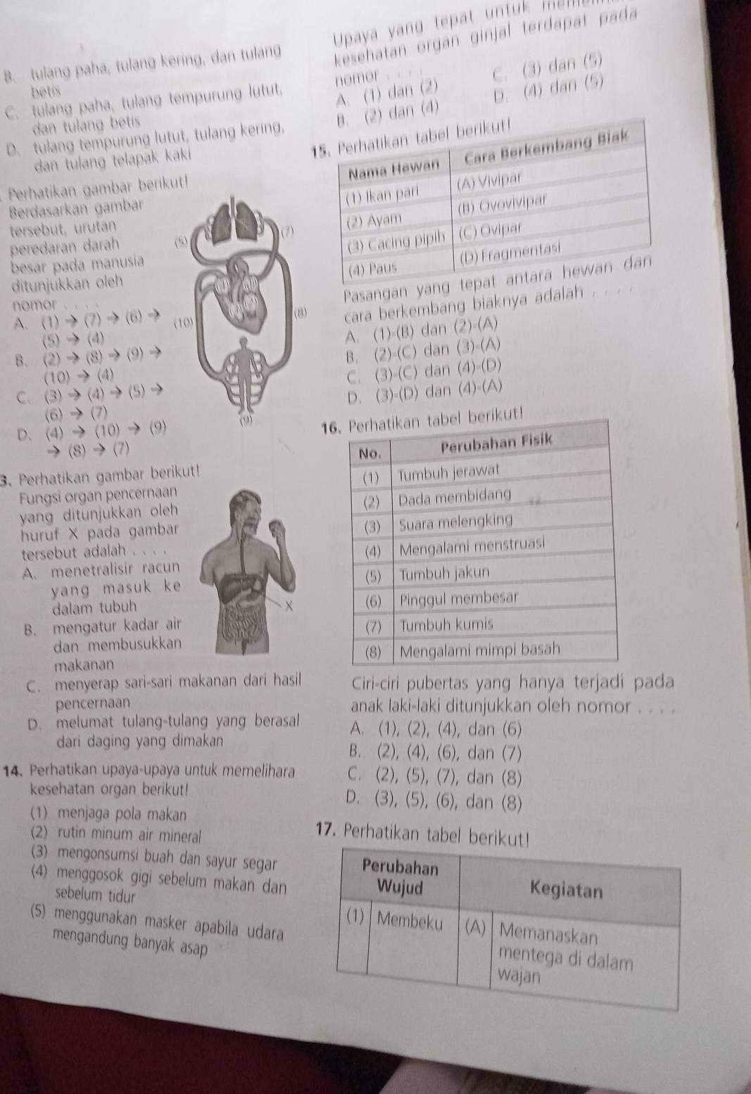 Upaya yang tepat  unt   m e n
B. tulang paha, tulang kering, dan tulang
kesehatan organ ginjal terdapat pada 
betis
A. (1) dan (2) C. (3) dan (5)
C. tulang paha, tulang tempurung lutut, nomor . .
dan tulang betis
n (4) D. (4) dan (5)
D. tulang tempurung lutut, tulang kering,
dan tulang telapak kaki
Perhatikan gambar berikut!
Berdasarkan gambar
tersebut, urutan
peredaran darah 
besar pada manusía
ditunjukkan oleh
nomor           
Pasangan
A、 (1)→(7)→(6)→ 
cara berkembang biaknya adalah .
(5) →(4)
B. (2)→(8)→(9)→A. (1)-(B) dan (2)-(A)
B. (2)-(C) dan (3)-(A)
(10)→(4)
C、 (3)→(4)→(5)→C. (3)-(C) dan (4)-(D)
(6) →(7)D. (3)-(D) dan (4)-(A)
D. (4) → (10) → (9)
1!
→(8)→(7) 
3. Perhatikan gambar berikut!
Fungsi organ pencernaan 
yang ditunjukkan oleh 
huruf × pada gambar 
tersebut adalah . . . .
A. menetralisir racun
yang masuk ke
dalam tubuh
B. mengatur kadar air
dan membusukkan
makanan
C. menyerap sari-sari makanan dari hasil Ciri-ciri pubertas yang hanya terjadi pada
pencernaan anak laki-laki ditunjukkan oleh nomor . . . .
D. melumat tulang-tulang yang berasal A. (1), (2), (4), dan (6)
dari daging yang dimakan B. (2), (4), (6), dan (7)
14. Perhatikan upaya-upaya untuk memelihara C. (2), (5), (7), dan (8)
kesehatan organ berikut! D. (3), (5), (6), dan (8)
(1) menjaga pola makan 17. Perhatikan tabel ber
(2) rutin minum air mineral
(3) mengonsumsi buah dan sayur segar
(4) menggosok gigi sebelum makan dan
sebelum tidur 
(5) menggunakan masker apabila udara
mengandung banyak asap