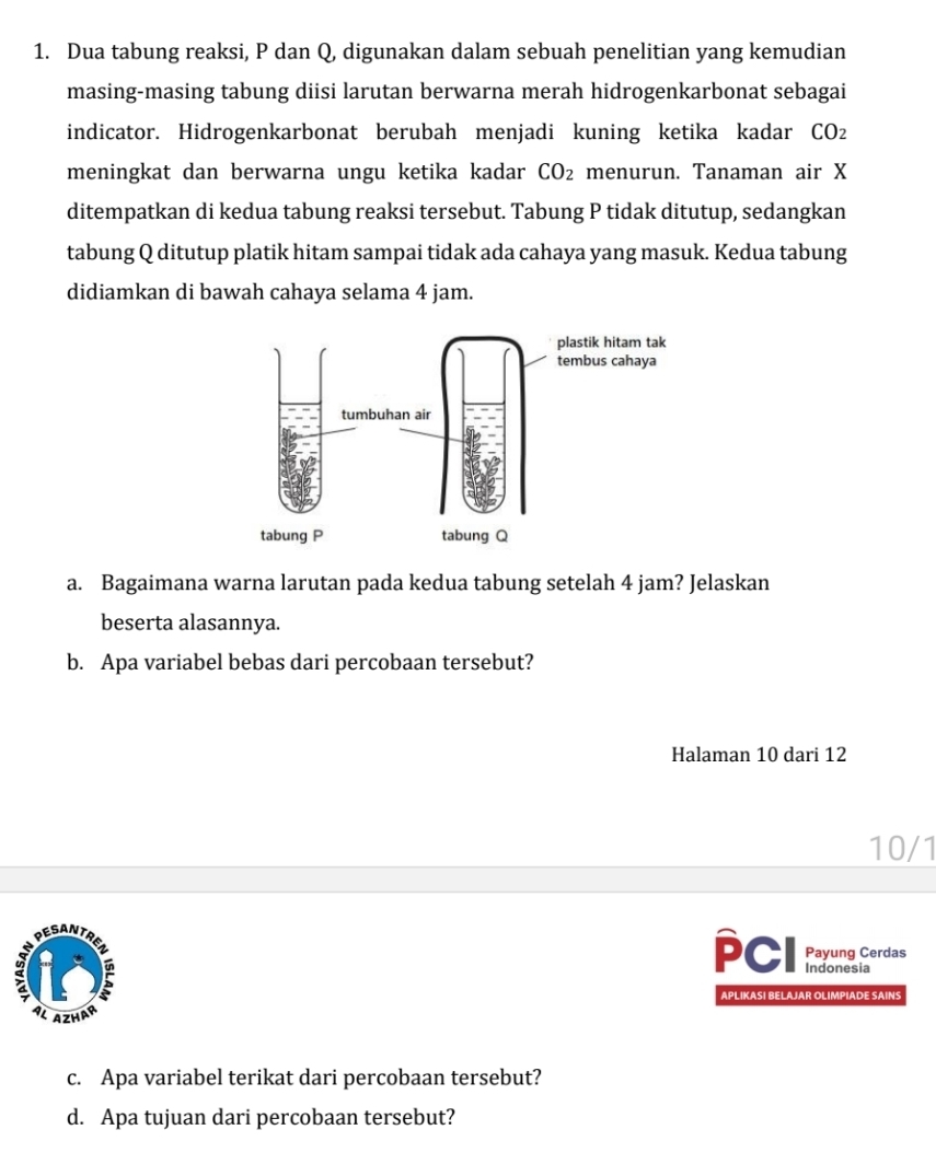 Dua tabung reaksi, P dan Q, digunakan dalam sebuah penelitian yang kemudian 
masing-masing tabung diisi larutan berwarna merah hidrogenkarbonat sebagai 
indicator. Hidrogenkarbonat berubah menjadi kuning ketika kadar CO_2
meningkat dan berwarna ungu ketika kadar CO_2 menurun. Tanaman air X
ditempatkan di kedua tabung reaksi tersebut. Tabung P tidak ditutup, sedangkan 
tabung Q ditutup platik hitam sampai tidak ada cahaya yang masuk. Kedua tabung 
didiamkan di bawah cahaya selama 4 jam. 
a. Bagaimana warna larutan pada kedua tabung setelah 4 jam? Jelaskan 
beserta alasannya. 
b. Apa variabel bebas dari percobaan tersebut? 
Halaman 10 dari 12
10/1 
PCI Payung Cerdas 
Indonesia 
APLIKASI BELAJAR OLIMPIADE SAINS 
Azhar 
c. Apa variabel terikat dari percobaan tersebut? 
d. Apa tujuan dari percobaan tersebut?