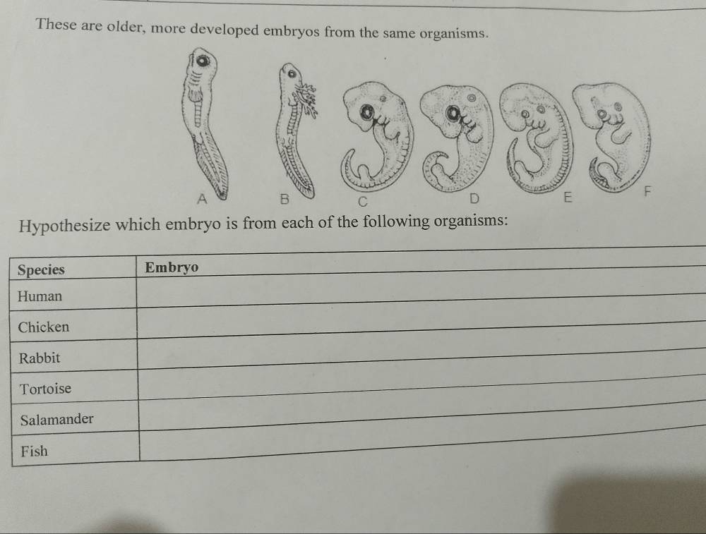 These are older, more developed embryos from the same organisms. 
Hypothesize which embryo is from each of the following organisms: 
Species Embryo 
Human 
Chicken 
Rabbit 
Tortoise 
Salamander 
Fish