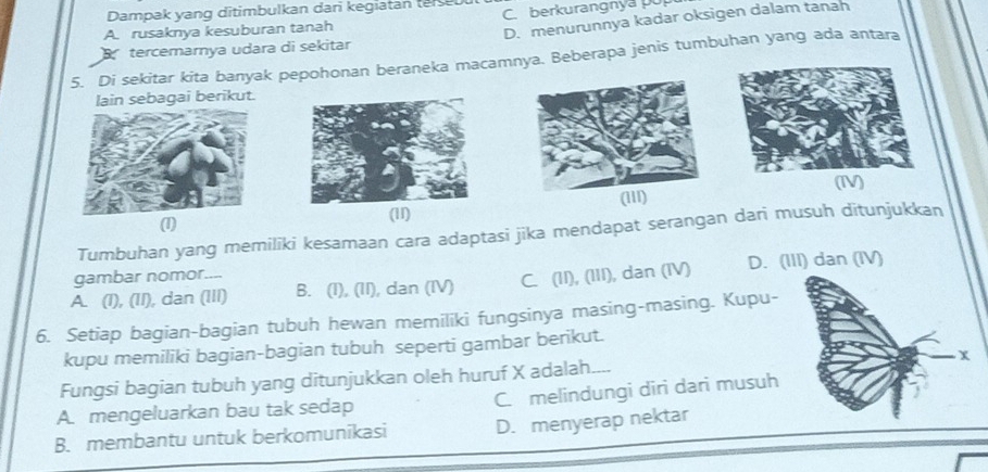 Dampak yang ditimbulkan dari kegiatan te sebu
A. rusaknya kesuburan tanah C. berkurangnya po
tercemarya udara di sekitar D. menurunnya kadar oksigen dalam tanah
5. Di sekitar kita banyak pepohonan beraneka macamnya. Beberapa jenis tumbuhan yang ada antara
lain sebagai berikut.
(1) (11)
Tumbuhan yang memiliki kesamaan cara adaptasi jika mendapat serangan dari musuh ditunjukkan
gambar nomor....
A. (I), (II), dan (III) B. (I), (II), dan (IV) C. (II), (III), dan (IV) D. (III) dan (IV)
6. Setiap bagian-bagian tubuh hewan memiliki fungsinya masing-masing. Kupu-
kupu memiliki bagian-bagian tubuh seperti gambar berikut.
Fungsi bagian tubuh yang ditunjukkan oleh huruf X adalah.
A. mengeluarkan bau tak sedap C. melindungi diri dari musuh
B. membantu untuk berkomunikasi D. menyerap nektar