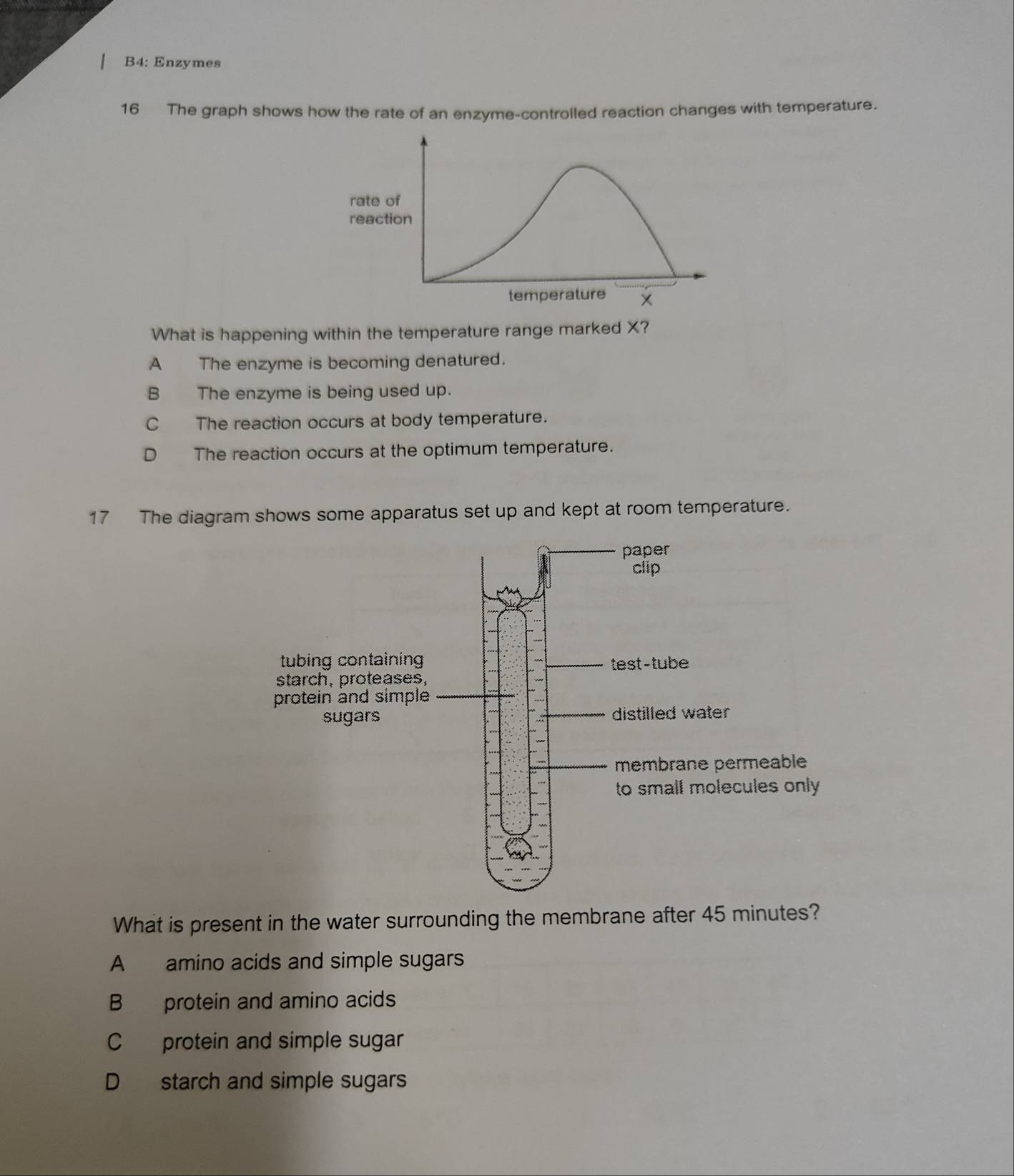 B4: Enzymes
16 The graph shows how the rate of an enzyme-controlled reaction changes with temperature.
What is happening within the temperature range marked X?
A The enzyme is becoming denatured.
B The enzyme is being used up.
C The reaction occurs at body temperature.
D The reaction occurs at the optimum temperature.
17 The diagram shows some apparatus set up and kept at room temperature.
What is present in the water surrounding the membrane after 45 minutes?
A amino acids and simple sugars
B protein and amino acids
C protein and simple sugar
D starch and simple sugars