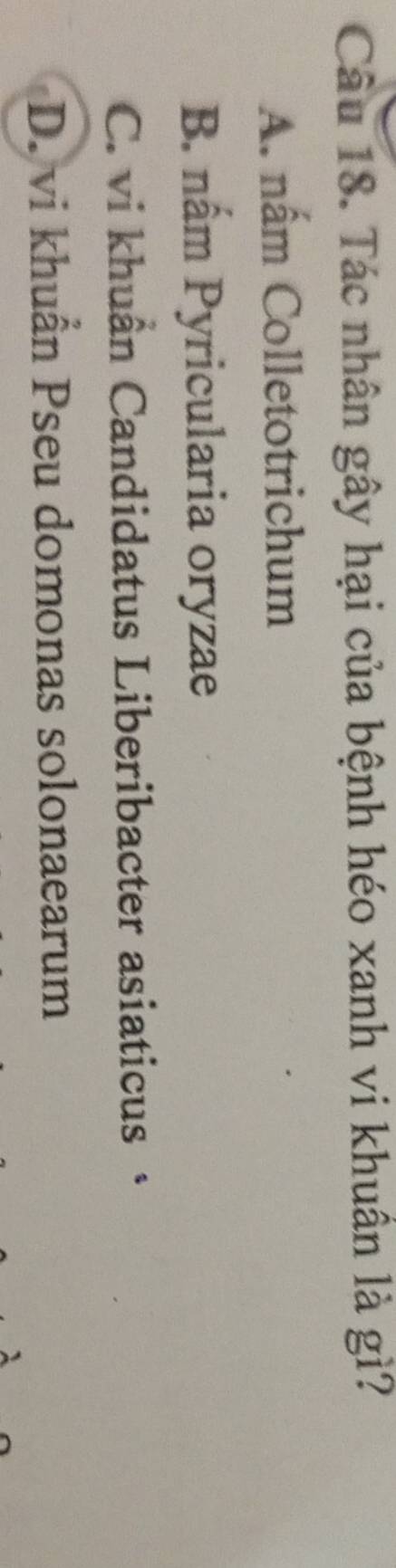Tác nhân gây hại của bệnh héo xanh vi khuần là gì?
A. nấm Colletotrichum
B. nấm Pyricularia oryzae
C. vi khuẩn Candidatus Liberibacter asiaticus ·
D. vi khuẩn Pseu domonas solonaearum