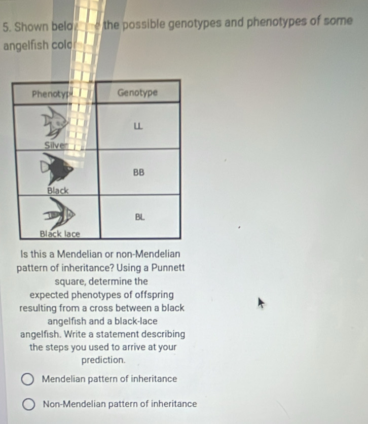 Shown belo the possible genotypes and phenotypes of some 
angelfish colo
Is this a Mendelian or non-Mendelian
pattern of inheritance? Using a Punnett
square, determine the
expected phenotypes of offspring
resulting from a cross between a black
angelfish and a black-lace
angelfish. Write a statement describing
the steps you used to arrive at your
prediction.
Mendelian pattern of inheritance
Non-Mendelian pattern of inheritance