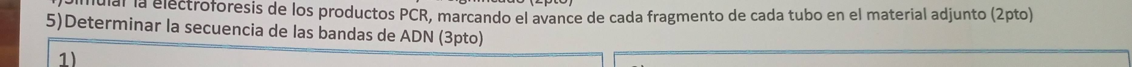 uiar la electroforesis de los productos PCR, marcando el avance de cada fragmento de cada tubo en el material adjunto (2pto) 
5)Determinar la secuencia de las bandas de ADN (3pto) 
1)