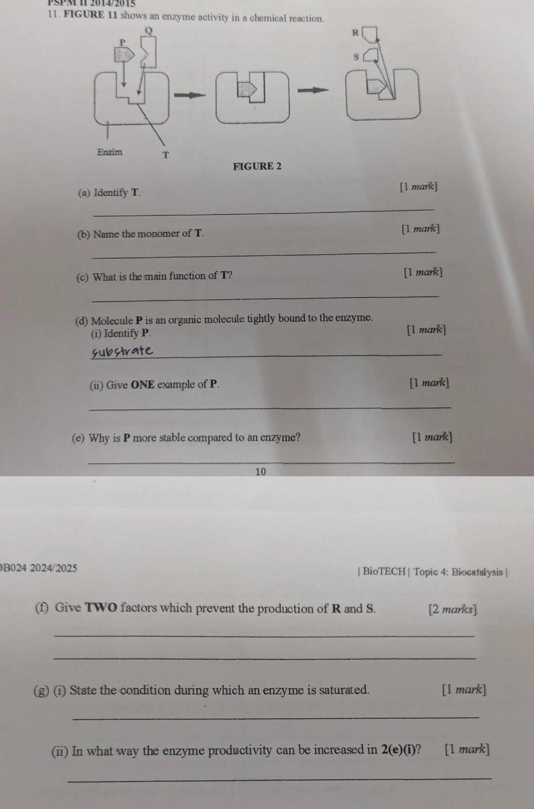 PSP M 1I 2014/2015 
11. FIGURE 11 shows an enzyme activity in a chemical reaction. 
(a) Identify T. [1 mark] 
_ 
(b) Name the monomer of T. [1 mark] 
_ 
(c) What is the main function of T? [1 mark] 
_ 
(d) Molecule P is an organic molecule tightly bound to the enzyme. 
(i) Identify P. [1 mark] 
_ 
(ii) Give ONE example of P. [1 mark] 
_ 
(e) Why is P more stable compared to an enzyme? [1 mark] 
_ 
10 
B024 2024/2025 | BioTECH | Topic 4: Biocatalysis | 
(f) Give TWO factors which prevent the production of R and S. [2 marks] 
_ 
_ 
(g) (i) State the condition during which an enzyme is saturated. [1 mark] 
_ 
(ii) In what way the enzyme productivity can be increased in 2(e)(i) ? [1 mark] 
_