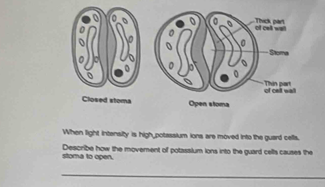 When light intensity is high potassium ions are moved into the guard cells. 
Describe how the movement of potassium lons into the guard cells causes the 
stoma to open. 
_