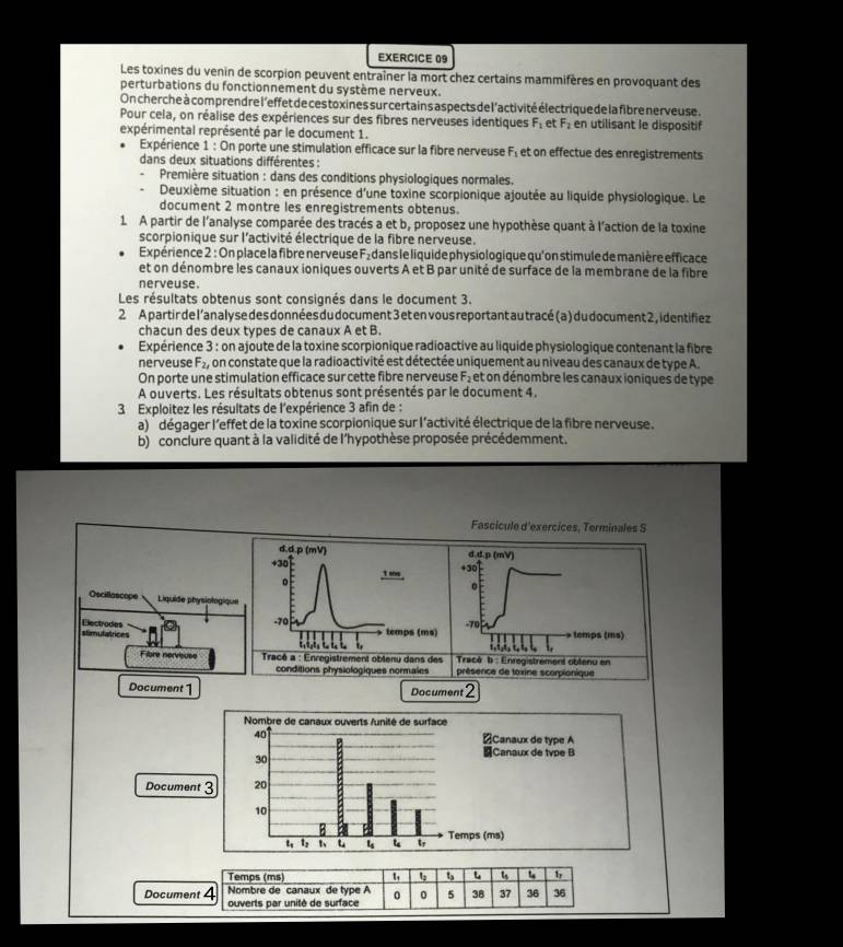 Les toxines du venin de scorpion peuvent entraîner la mort chez certains mammifères en provoquant des
perturbations du fonctionnement du système nerveux.
On cherche à comprendre l'effet de ces toxines sur certains aspects de l'activité électrique de la fibre nerveuse .
Pour cela, on réalise des expériences sur des fibres nerveuses identiques F_1 et F_2 en utilisant le dispositif
expérimental représenté par le document 1.
Expérience 1 : On porte une stimulation efficace sur la fibre nerveuse F_1 :  et on effectue des enregistrements
dans deux situations différentes :
Première situation : dans des conditions physiologiques normales.
Deuxième situation : en présence d'une toxine scorpionique ajoutée au liquide physiologique. Le
document 2 montre les enregistrements obtenus.
1 A partir de l'analyse comparée des tracés a et b, proposez une hypothèse quant à l'action de la toxine
scorpionique sur l'activité électrique de la fibre nerveuse.
Expérience 2 : On place la fibre nerveuse F_2 dans le liquide physiologique qu'on stimule de manière efficace
et on dénombre les canaux ioniques ouverts A et B par unité de surface de la membrane de la fibre
nerveuse.
Les résultats obtenus sont consignés dans le document 3.
2 A partir de l'analyse des données du document 3 et en vous reportant au tracé (a ) du document 2 , identifiez
chacun des deux types de canaux A et B.
Expérience 3 : on ajoute de la toxine scorpionique radioactive au liquide physiologique contenant la fibre
nerveuse F_2 , on constate que la radioactivité est détectée uniquement au niveau des canaux de type A.
On porte une stimulation efficace sur cette fibre nerveuse F e et on dénombre les canaux ioniques de type
A ouverts. Les résultats obtenus sont présentés par le document 4.
3 Exploitez les résultats de l'expérience 3 afin de :
a)  dégager l'effet de la toxine scorpionique sur l'activité électrique de la fibre nerveuse.
b) conclure quant à la validité de l'hypothèse proposée précédemment.
Fascicule d'exercices, Terminales S
d.d.p (mV)
+30
。
Oscillascope  Liquide physiologique
stimulatrices Electrodes
-70
temps (ms)
        
Fibre nervisuse  Tracé b : Enregistrement oblenu en
présence de toxine scorpionique
Document 1 Document   
Nombre de canaux ouverts /unité de surface
40 ≌Canaux de type A
Canaux de tvpe B
30
Document 3 20
10
B
1, u 4 t Temps (ms)
Docume