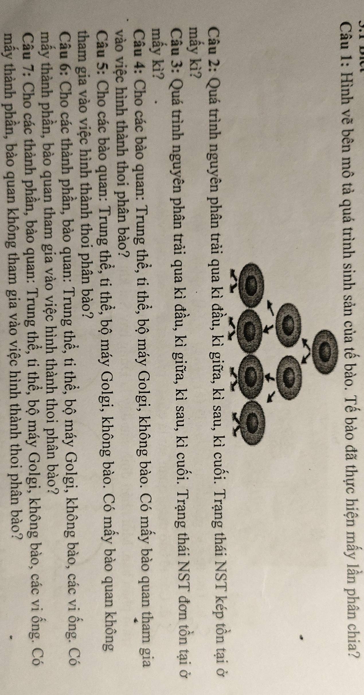 Hình vẽ bên mô tả quá trình sinh sản của tế bào. Tế bào đã thực hiện mấy lần phân chia? 
Câu 2: Quá trình nguyên phân trải qua kì đầu, kì giữa, kì sau, kì cuối. Trạng thái NST kép tồn tại ở 
mấy kì? 
Câu 3: Quá trình nguyên phân trải qua kì đầu, kì giữa, kì sau, kì cuối. Trạng thái NST đơn tồn tại ở 
mấy kì? 
Câu 4: Cho các bào quan: Trung thể, ti thể, bộ máy Golgi, không bào. Có mấy bào quan tham gia 
vào việc hình thành thoi phân bào? 
Câu 5: Cho các bào quan: Trung thể, ti thể, bộ máy Golgi, không bào. Có mấy bào quan không 
tham gia vào việc hình thành thoi phân bào? 
Câu 6: Cho các thành phần, bào quan: Trung thể, ti thể, bộ máy Golgi, không bào, các vi ống. Có 
mầy thành phần, bào quan tham gia vào việc hình thành thoi phân bào? 
Câu 7: Cho các thành phần, bào quan: Trung thể, ti thể, bộ máy Golgi, không bào, các vi ồng. Có 
tmhấy thành phần, bào quan không tham gia vào việc hình thành thoi phân bào?