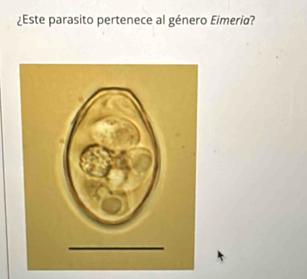 ¿Este parasito pertenece al género Eimeria?