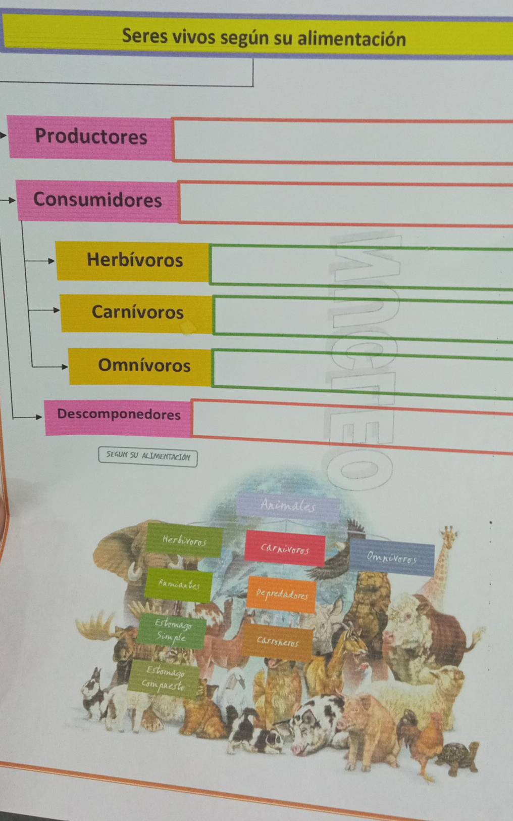 Seres vivos según su alimentación 
Productores 
Consumidores 
Herbívoros 
Carnívoros 
Omnívoros 
Descomponedores 
SeGUN SU ALIMENTACIón