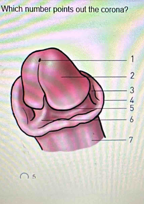 Which number points out the corona?
5