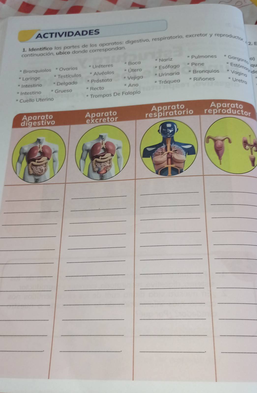 ACTIVIDADES 
1. Identifico las partes de los aparatos: digestivo, respiratorio, excretor y reproductor 2 
continuación, ubico donde correspondan. 
Pulmones Garganto a) 
Pene qu 
Bronquiolos * Ovarios Uréteres Boca Nariz 
Útero Bronquios Vagina 
Laringe * Testículos * Alvéolos Esófago 
Estómag d 
Intestino Delgado Próstata Vejiga Urinaria 
Ano Tráquea Riñones * Uretra 
no Grueso Recto 
pio 
o 
t