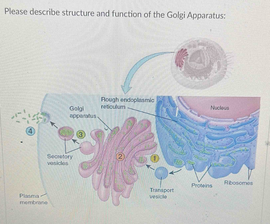 Solved: Please describe structure and function of the Golgi Apparatus ...