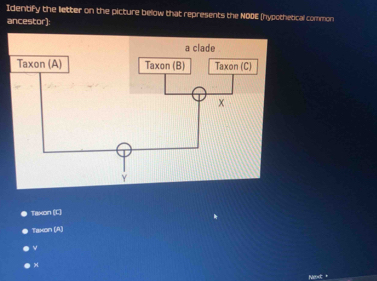 Identify the letter on the picture below that represents the NODE (hypothetical common
ancestor):
Taxon (C)
Taxon (A)
ν
×