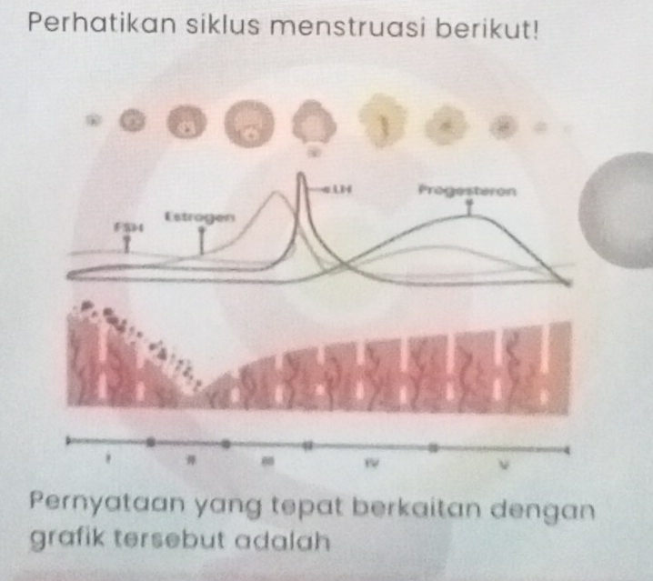 Perhatikan siklus menstruasi berikut! 
Pernyataan yang tepat berkaitan dengan 
grafik tersebut adalah