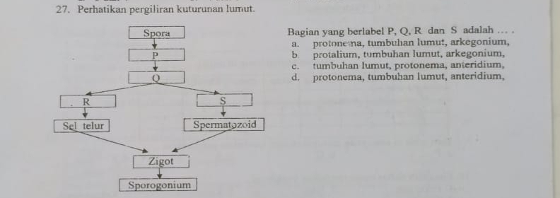 Perhatikan pergiliran kuturunan lumut.
Bagian yang berlabel P, Q, R dan S adalah .-- .
a. protonema, tumbuhan lumut, arkegonium,
b protalium, tumbuhan lumut, arkegonium,
c. tumbuhan lumut, protonema, anteridium,
d. protonema, tumbuhan lumut, anteridium,