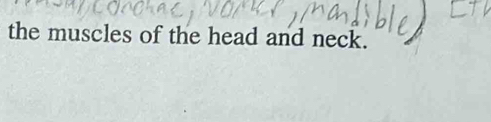 the muscles of the head and neck.