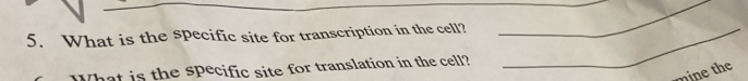 What is the specific site for transcription in the cell?_ 
_ 
hat is the specific site for translation in the cell? 
nine the