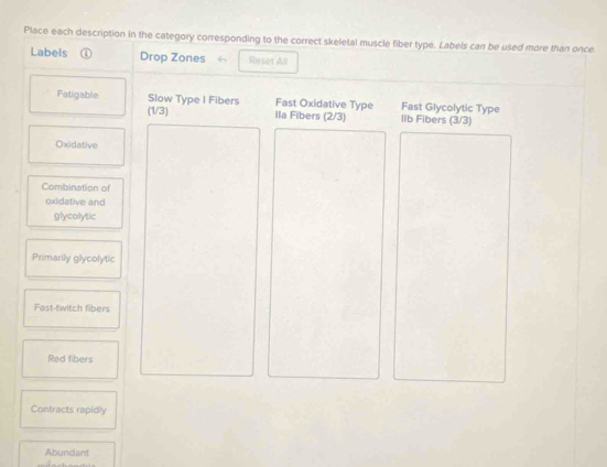 Place each description in the category corresponding to the correct skeletal muscle fiber type. Labels can be used more than once.
Labels ① Drop Zones Reset All
Fatigable Slow Type I Fibers Fast Oxidative Type lib Fibers (3/3) Fast Glycolytic Type
(1/3) Ila Fibers (2/3)
Oxidative
Combination of
oxidative and
glycolytic
Primarily glycolytic
Fast-twitch fibers
Red fibers
Contracts rapidly
Abundant