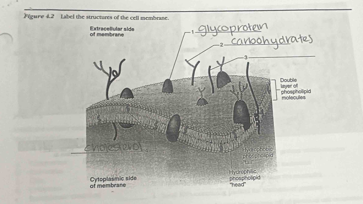 Figure 4.2 Label the structures of the