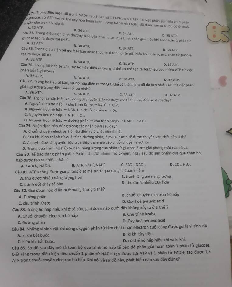 Trong điều kiện tối ưu, 1 NADH tạo 3 ATP và 1 FADH₃ tạo 2 ATP. Từ việc phân giải hiểu khí 1 phần
glucose, số ATP tạo ra khi oxy hóa hoàn toàn lượng NADH và FADH; đã được tạo ra trước đó ở chuỗi
truyền electron hộ hấp là
A. 32 ATP,
B. 30 ATP. C. 34 ATP. D. 28 ATP.
Câu 74. Trong điều kiện bình thường ở tế bào nhân thực, quá trình phân giải hiểu khí hoàn toàn 1 phân tử
glucose tạo ra được tối thiểu
A. 32 ATP. B. 30 ATP. C. 34 ATP. D. 38 ATP.
Câu 75. Trong điều kiện tối ưu ở tế bào nhân thực, quá trình phân giải hiểu khí hoàn toàn 1 phân tử glucose
tạo ra được tối đa
A. 32 ATP. B. 30 ATP. C. 34 ATP. D. 38 ATP。
Câu 76. Trong hỗ hấp tế bào, sự hô hấp diễn ra trong tỉ thể có thể tạo ra tối thiểu bao nhiêu ATP từ việc
phân giải 1 glucose?
A. 36 ATP. B. 34 ATP C. 30 ATP D, 32 ATP.
Câu 77. Trong hộ hấp tế bào, sự hỏ hấp diễn ra trong tỉ thể có thể tạo ra tối đa bao nhiêu ATP từ việc phân
giải 1 glucose trong điều kiện tối ưu nhất?
. 4
A. 36 ATP. B. 34 ATP. C. 38 ATP D. 32 ATP。
Câu 78. Trong hô hấp hiếu khí, dòng di chuyển điện tử được mô tả theo sơ đồ nào dưới đây?
A. Nguyên liệu hô hấp → chu trình Kreps to NAD^+to ATP.
B. Nguyên liệu hô hấp → NADH → chuỗi truyền e to O_2.
C. Nguyên liệu hộ hấp to ATPto O_2.
D. Nguyên liệu hô hấp → đường phân → chu trình Kreps to NADHto ATP.
Câu 79. Nhận định nào đúng trong các nhận định sau đây?
A. Chuỗi chuyền electron hộ hấp diễn ra ở chất nền ti thể.
B. Sau khi hình thành từ quá trình đường phân, 2 pyruvic acid sẽ được chuyển vào chất nền ti thể.
C. Acetyl - CoA là nguyên liệu trực tiếp tham gia vào chuỗi chuyền electron.
D. Trong quá trình hô hấp tế bào, năng lượng của phân tử glucose được giải phóng một cách ồ ạt.
Câu 80. Tế bào đang phân giải hiếu khí thì đột nhiên hết oxygen, ngay sau đó sản phẩm của quá trình hô
hấp được tạo ra nhiều nhất là
A. FADH_2, NADH. B. ATP,FAD^+,NAD^+ C. FAD^+,NAD^+. D. CO_2,H_2O.
Câu 81. ATP không được giải phóng ồ ạt mà từ từ qua các giai đoạn nhằm
A. thu được nhiều năng lượng hơn B. tránh lãng phi năng lượng
C. tránh đốt cháy tế bào D. thu được nhiều CO_2 hơn
Câu 82. Giai đoạn nào diễn ra ở màng trong ti thế?
A. Đường phân B. chuỗi chuyền electron hô hấp
C. chu trình Krebs D. Oxy hoá pyruvic acid
Câu 83. Trong hô hấp hiếu khí ở tế bào, giai đoạn nào dưới đãy không xảy ra ở ti thế ?
A. Chuỗi chuyền electron hô hấp B. Chu trình Krebs
C. Đường phân D. Oxy hoá pyruvic acid
Câu 84. Những vi sinh vật chỉ dùng oxygen phân tử làm chất nhận electron cuối cùng được gọi là vi sinh vật
A. kị khí bắt buộc. B. kị khí tùy tiện.
C. hiếu khí bắt buộc. D. có thể hô hấp hiểu khí và kị khí.
Câu 85. Sơ đồ sau đây mô tả toàn bộ quá trình hô hấp tế bảo đế phân giải hoàn toàn 1 phân tử glucose.
Biết rằng trong điều kiện tiêu chuẩn 1 phân tử NADH tạo được 2,5 ATP và 1 phân tử FADH_2 tạo được 1,5
ATP trong chuỗi truyền electron hô hấp. Khi nói về sơ đồ này, phát biểu nào sau đây đúng?